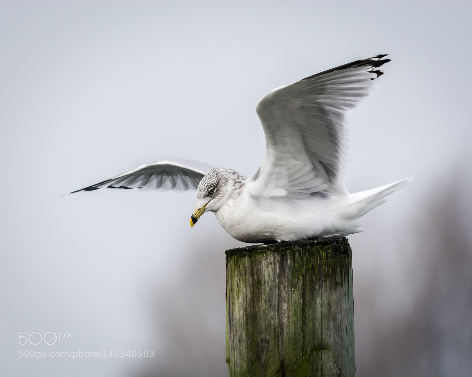 Nikon D7100 sample photo. Stonybrook harbor seagull photography