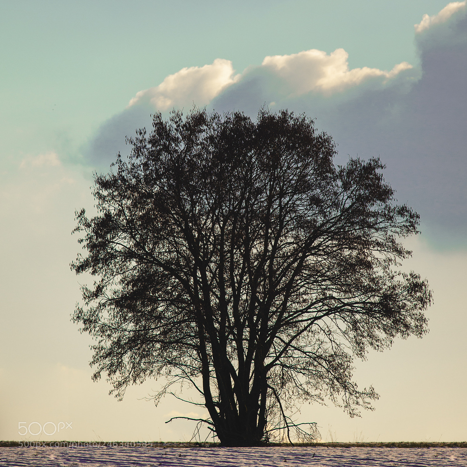 Canon EOS-1D Mark III sample photo. Moody tree photography