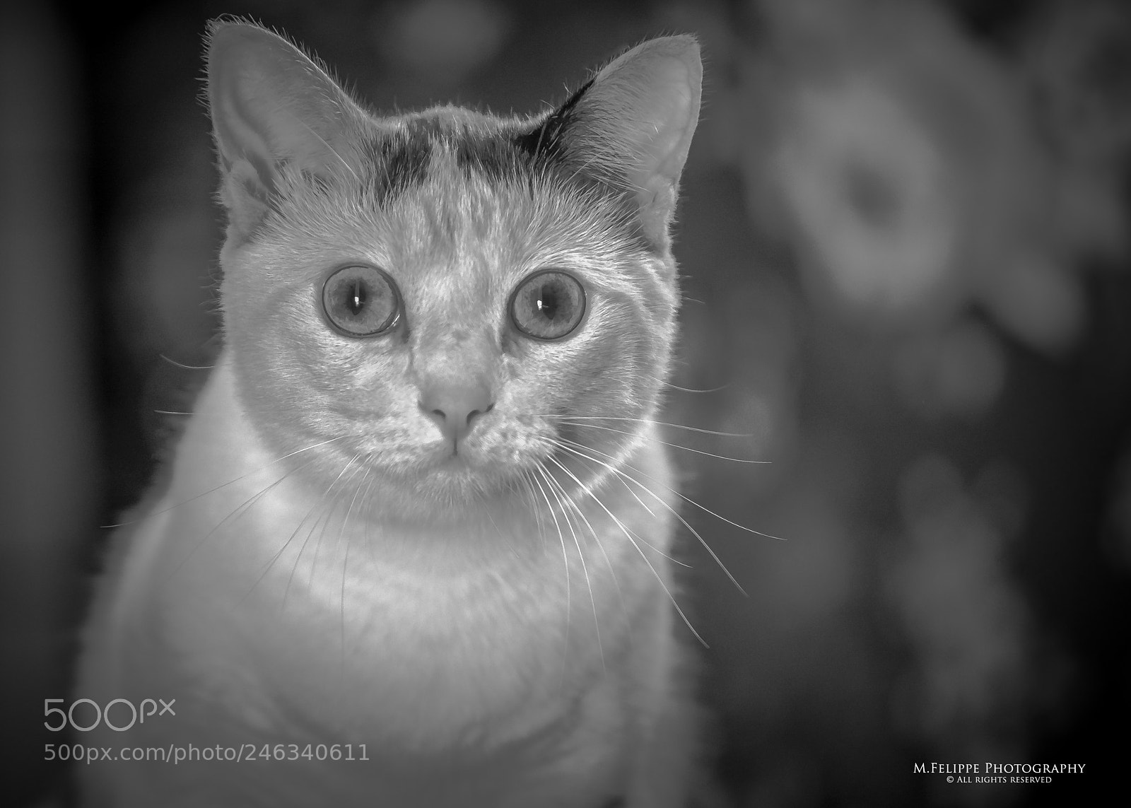 Sony a7S II sample photo. Belinha #4 photography