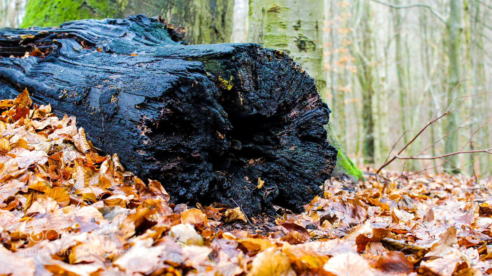 Canon EOS 600D (Rebel EOS T3i / EOS Kiss X5) sample photo. Wood photography