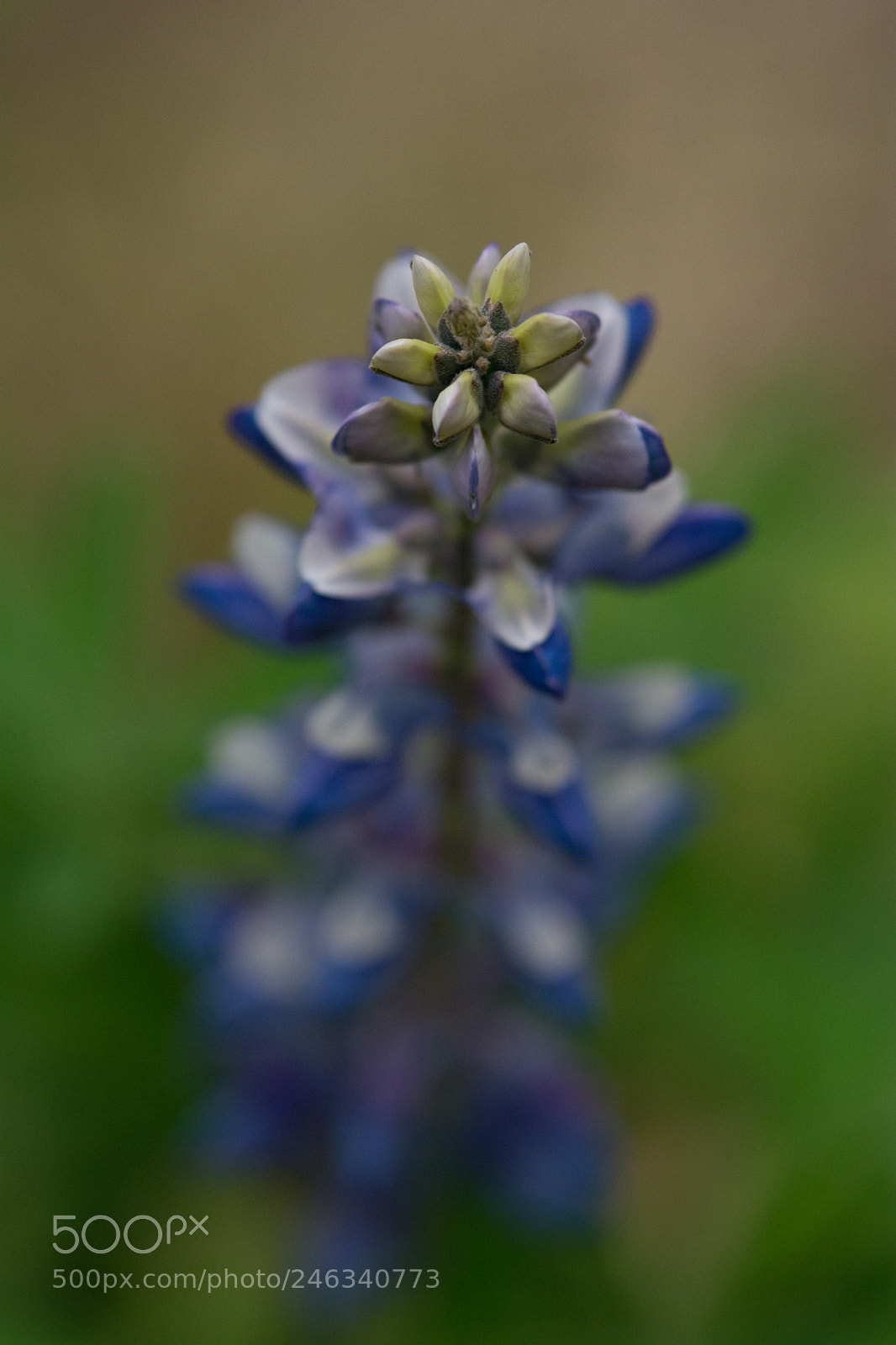 Nikon D7100 sample photo. On purple photography