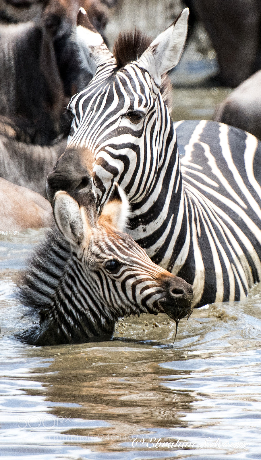 Nikon D850 sample photo. Baby stripes photography