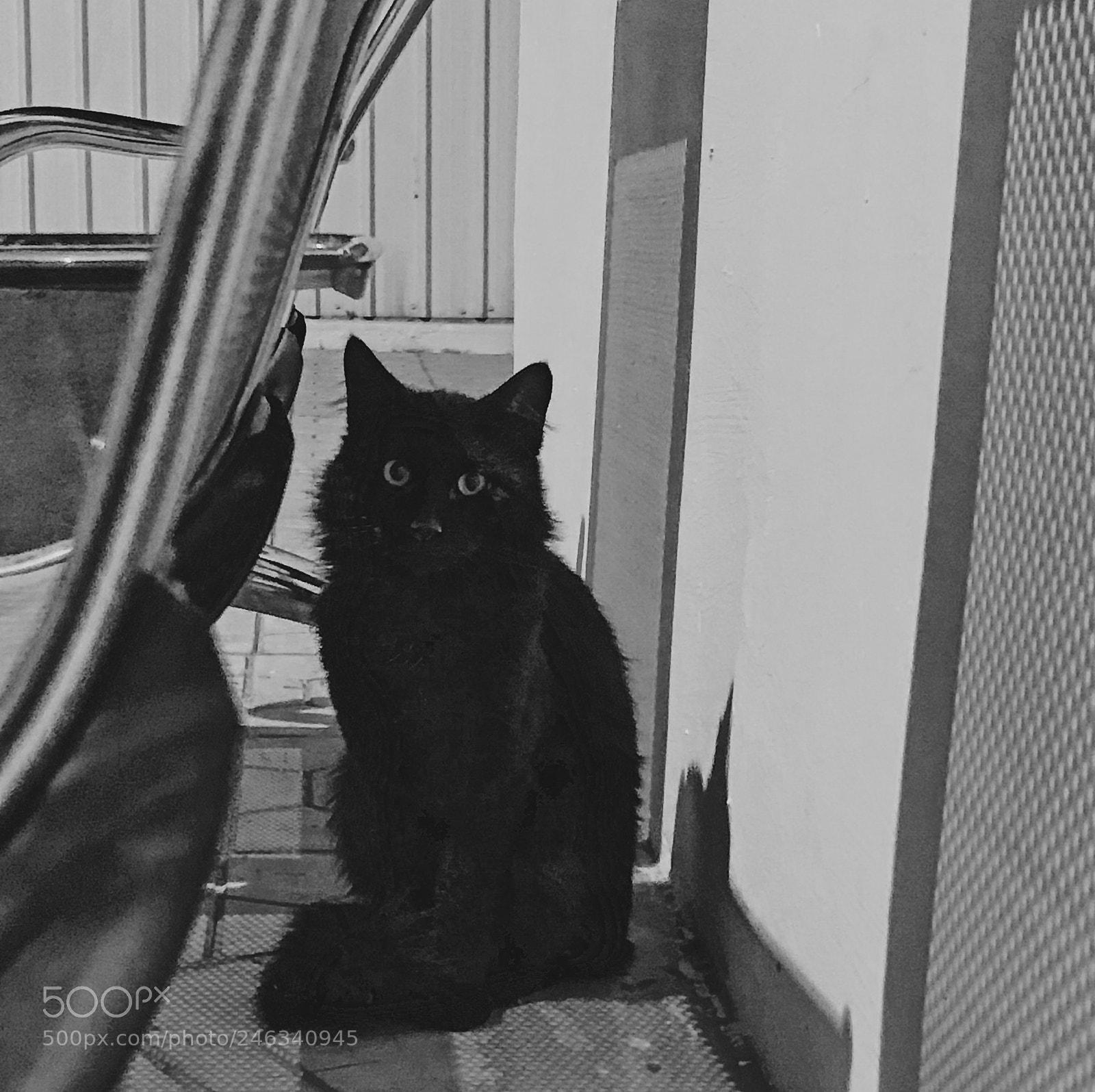 Apple iPhone 7 sample photo. Black cat photography