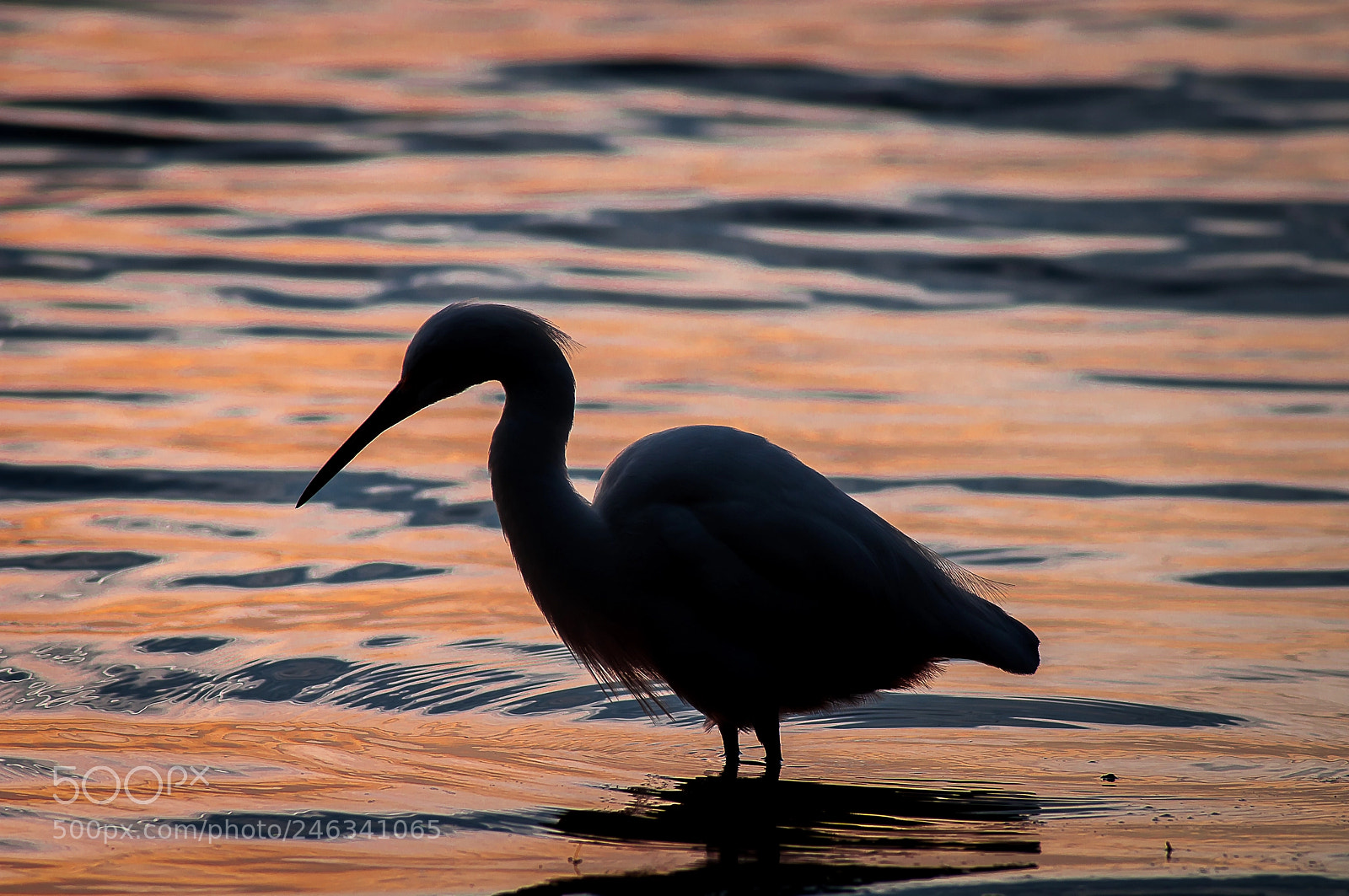 Nikon D5000 sample photo. Egret silhouette snead island photography