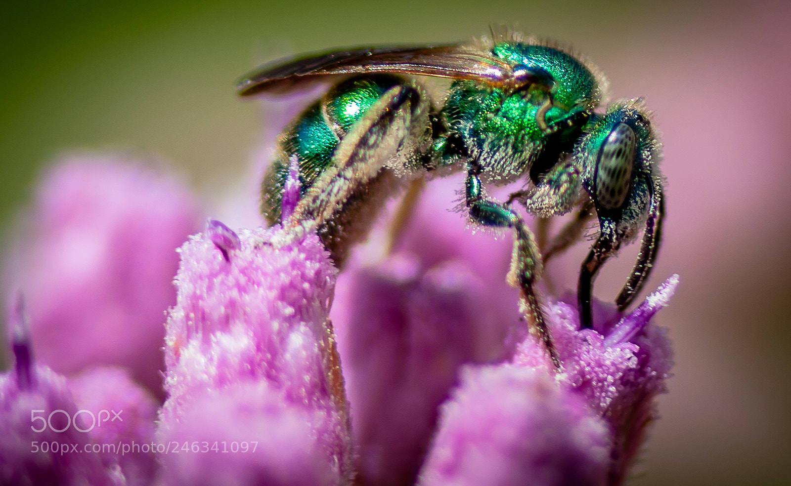 Nikon D5000 sample photo. Green orchid bee photography
