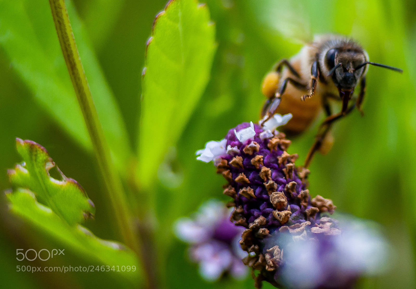 Nikon D5000 sample photo. Honey bee taking off photography