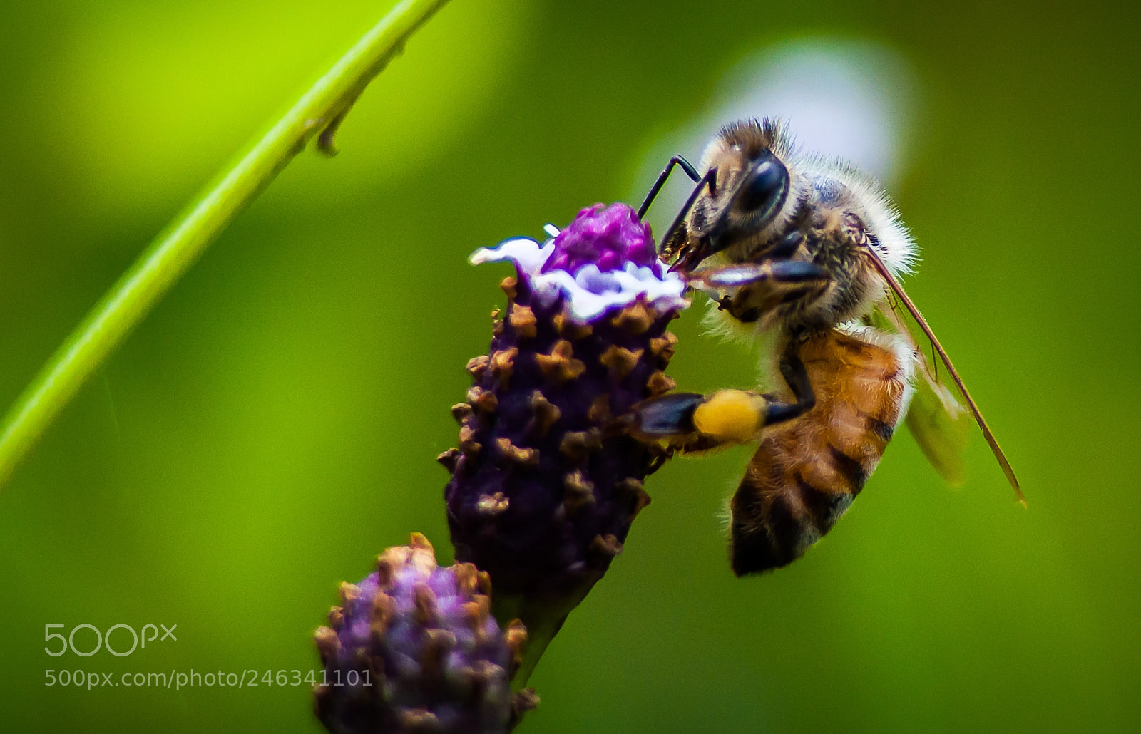 Nikon D5000 sample photo. Honey bee photography