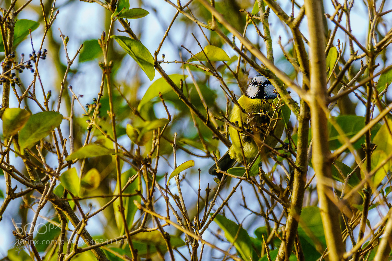 Sony a7R II sample photo. Blue tit feb photography
