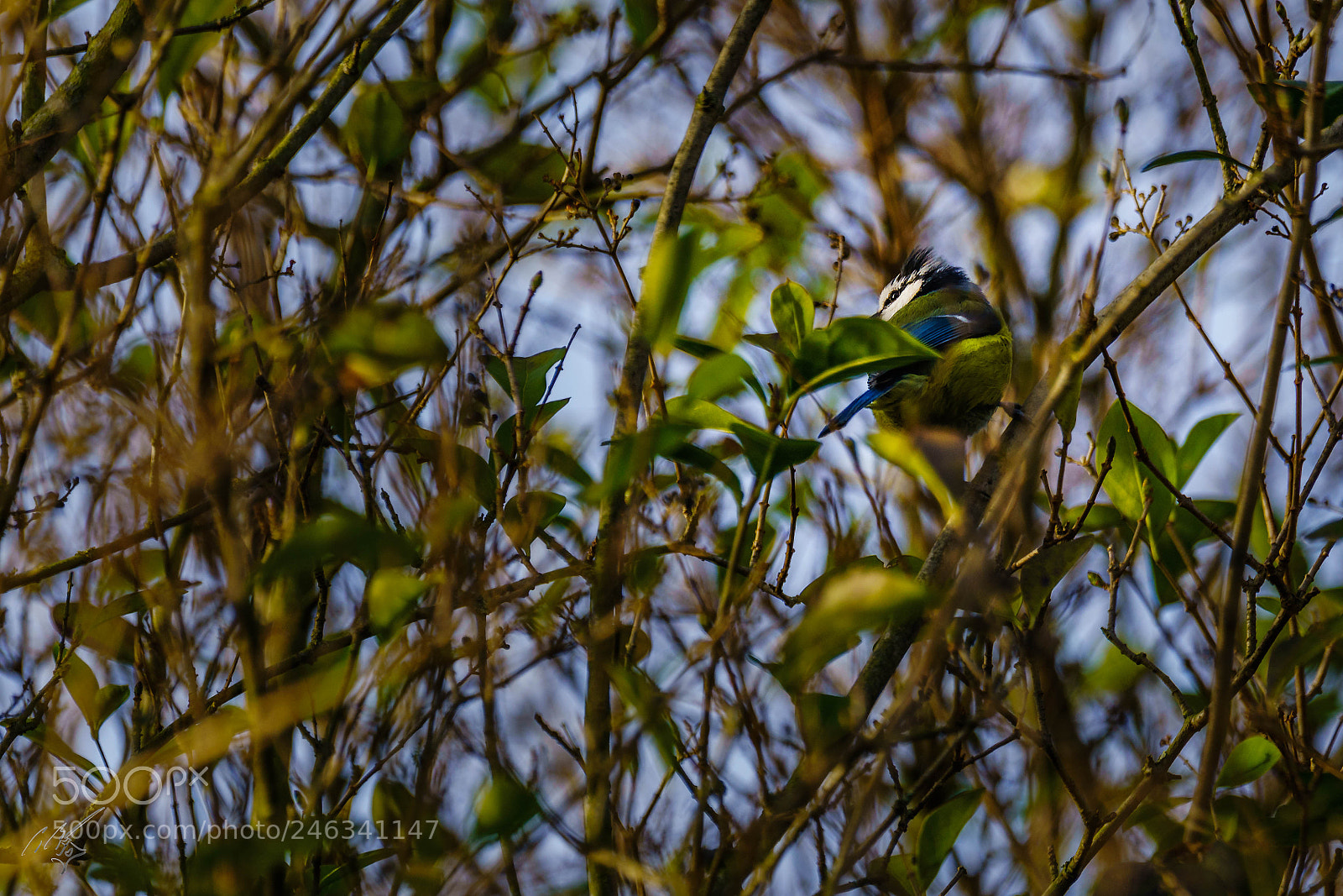 Sony a7R II sample photo. Blue tit feb photography