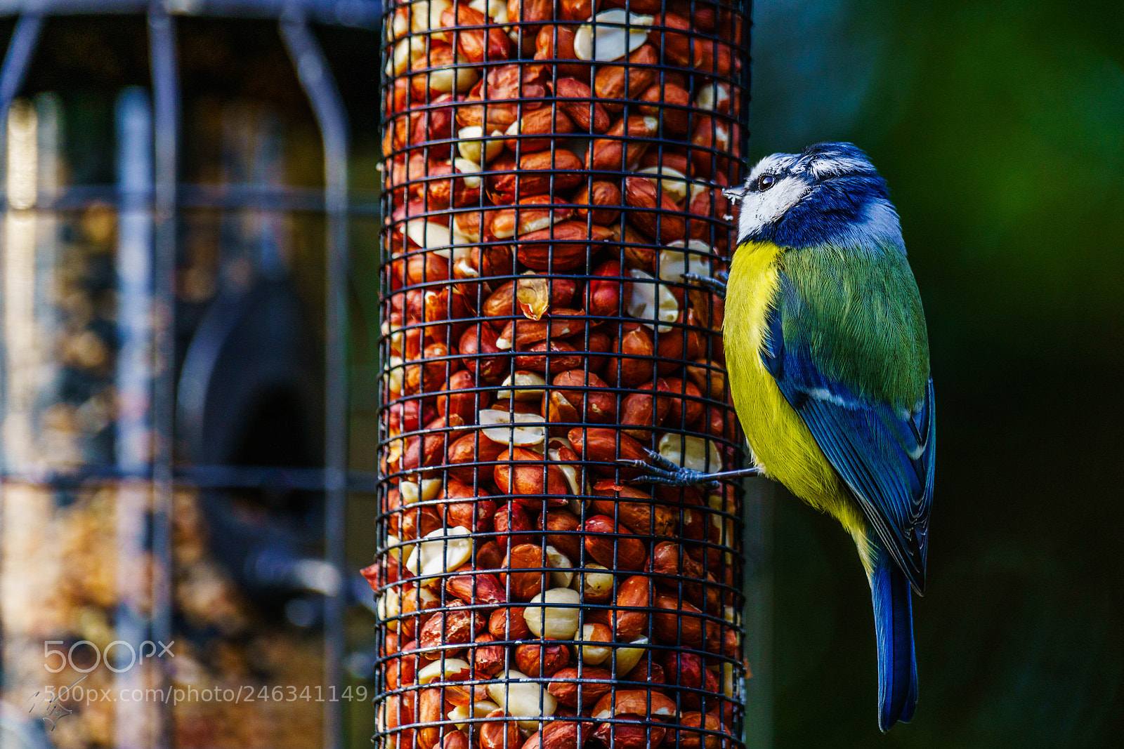 Sony a7R II sample photo. Blue tit feb photography