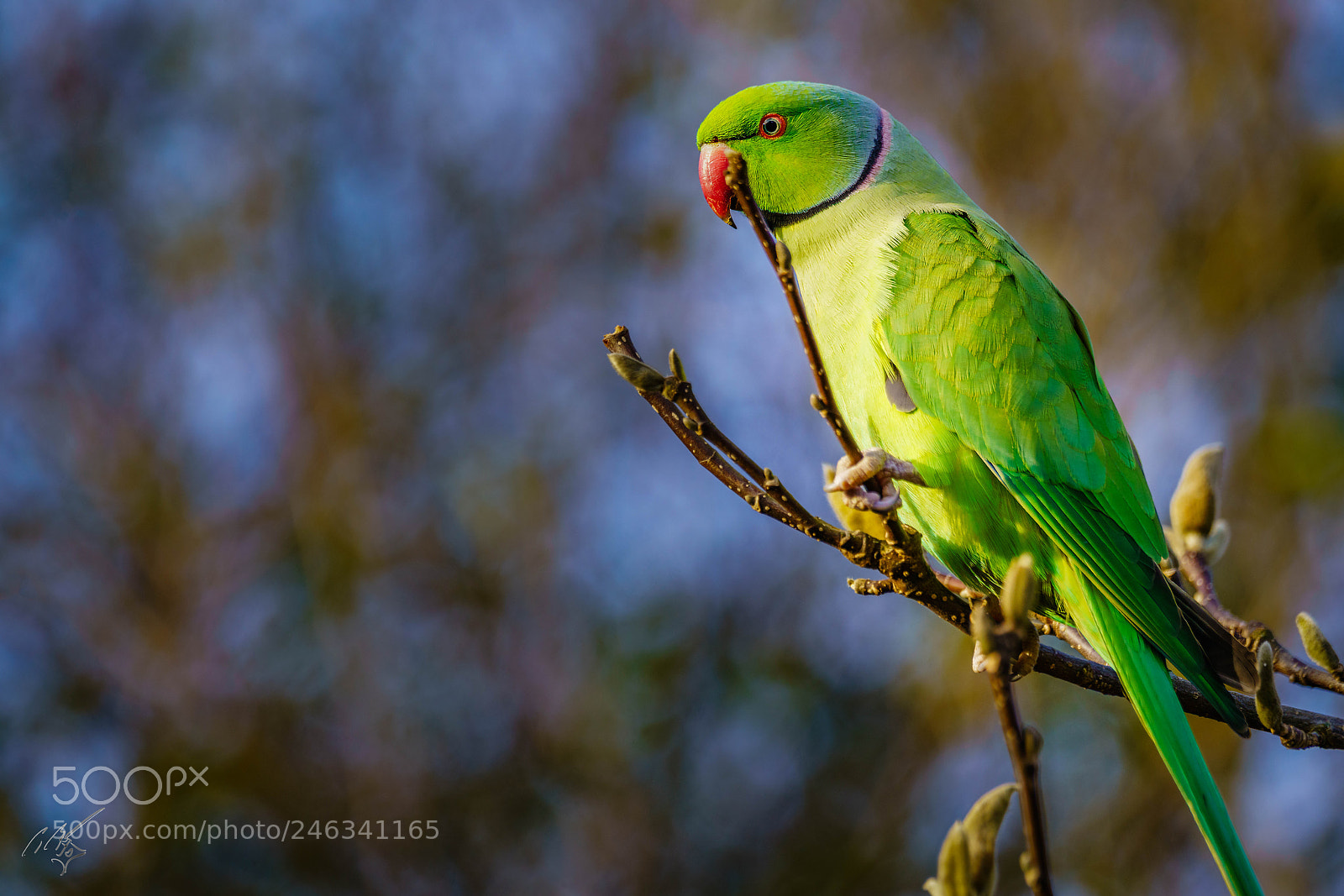 Sony a7R II sample photo. Parakeets feb photography
