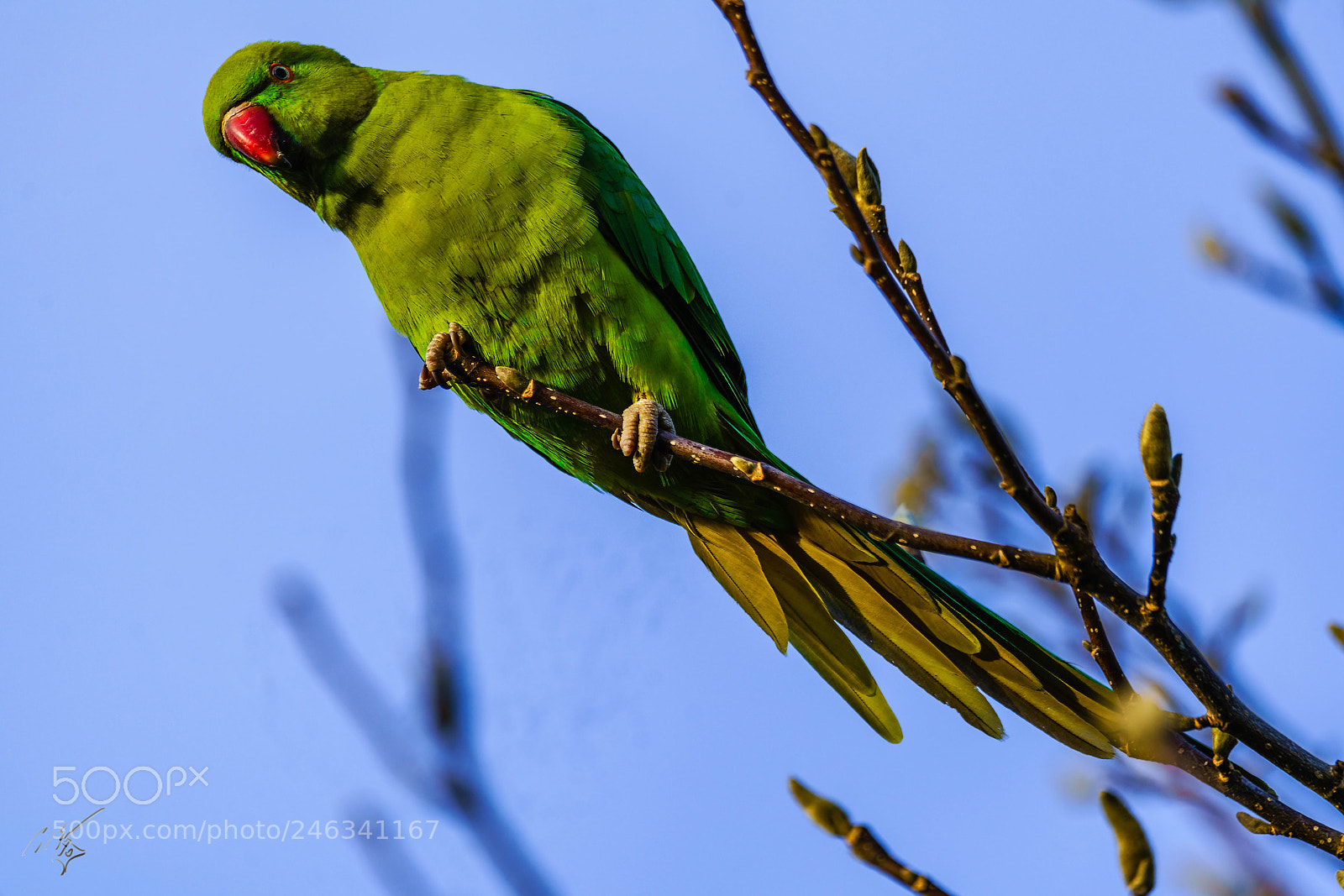 Sony a7R II sample photo. Parakeets feb photography