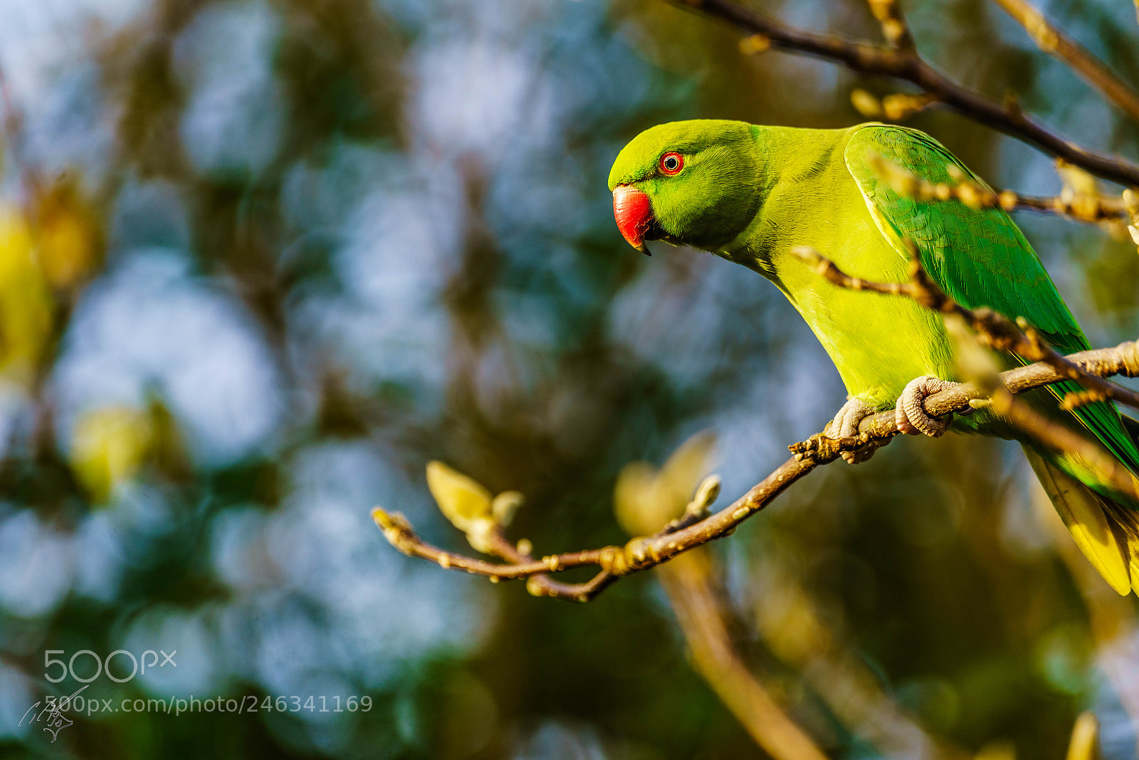 Sony a7R II sample photo. Parakeets feb photography