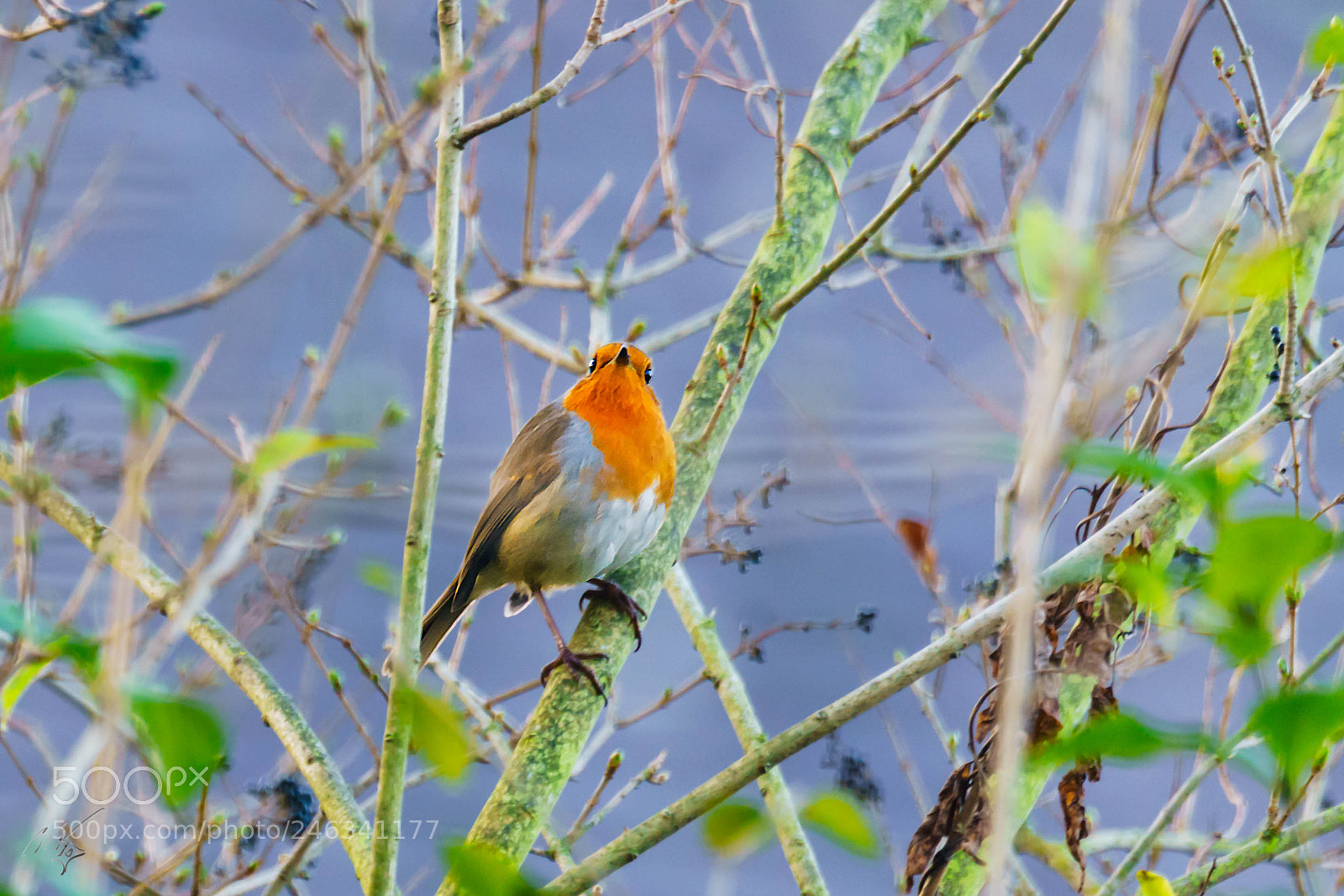 Sony a7R II sample photo. Robin feb photography