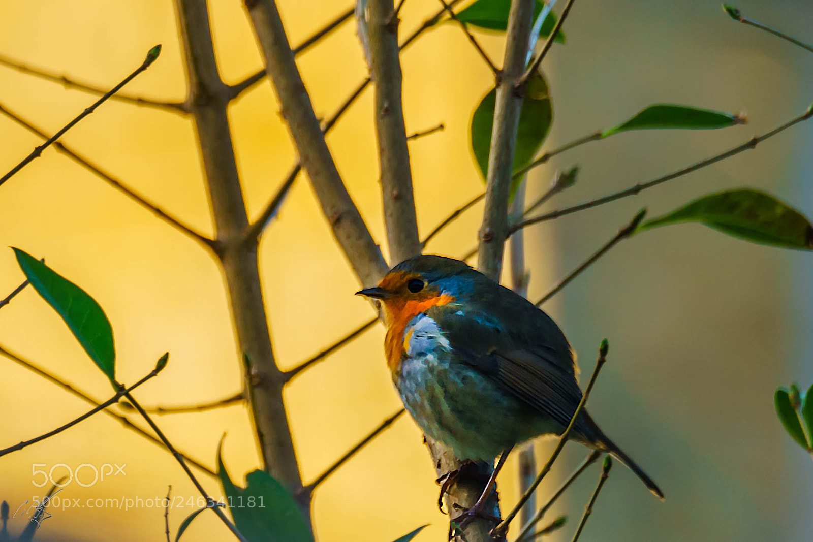 Sony a7R II sample photo. Robin feb photography