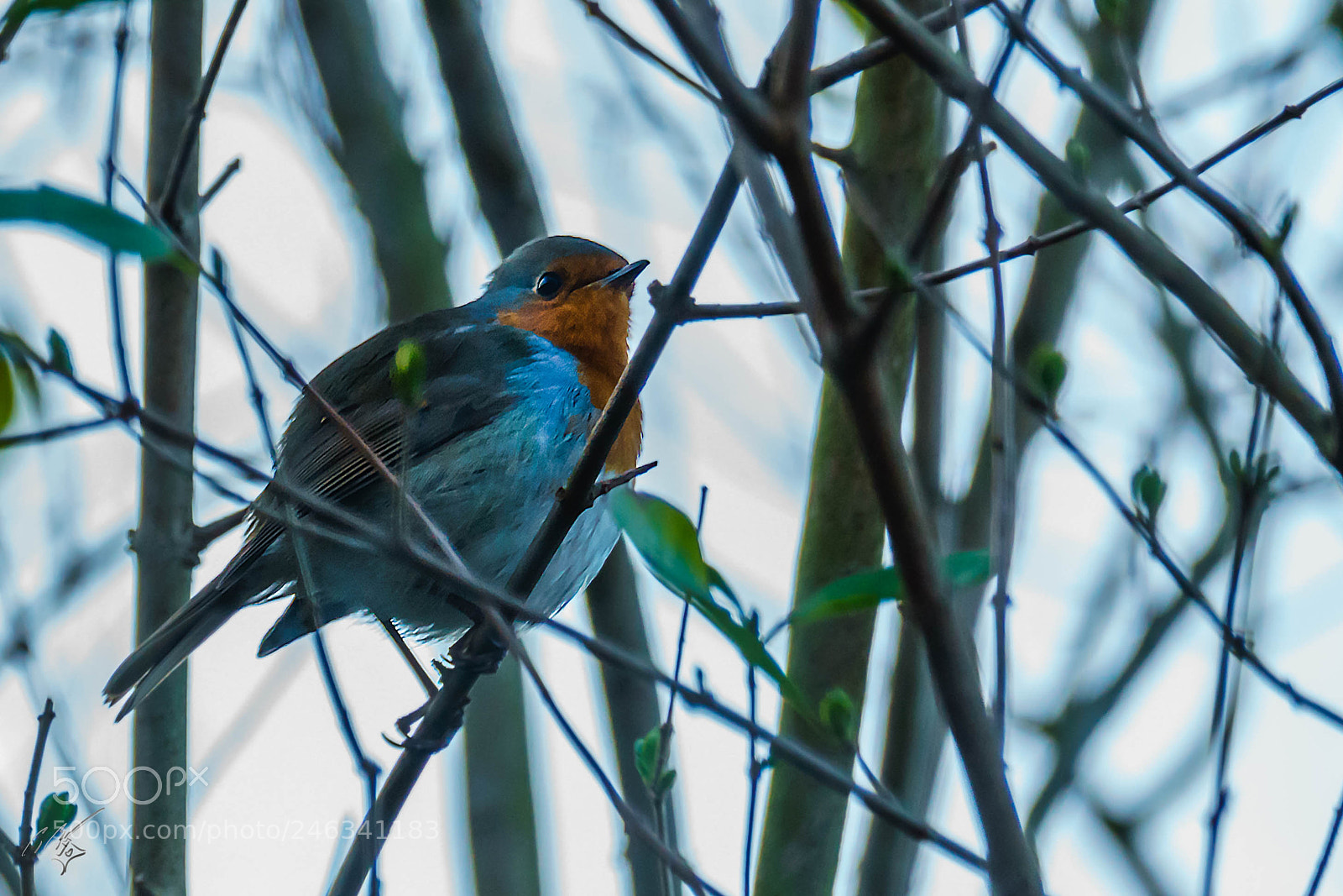 Sony a7R II sample photo. Robin feb photography