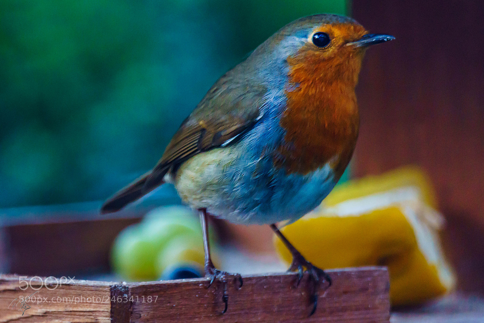 Sony a7R II sample photo. Robin feb photography