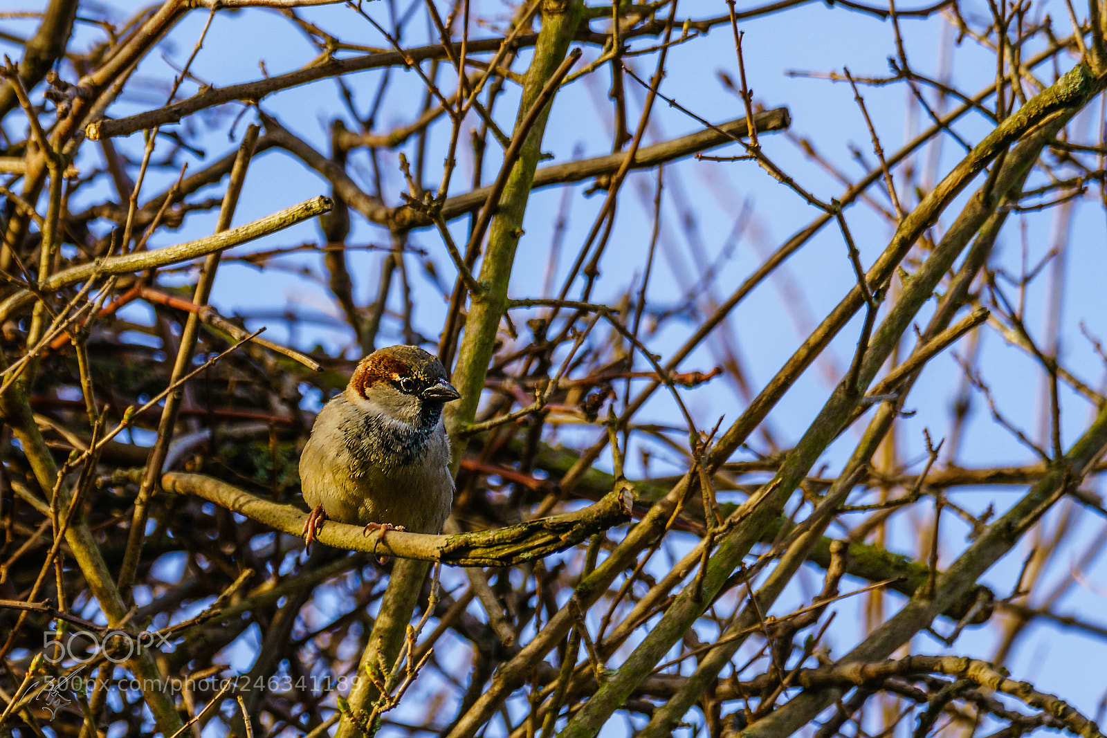 Sony a7R II sample photo. Sparrow feb photography