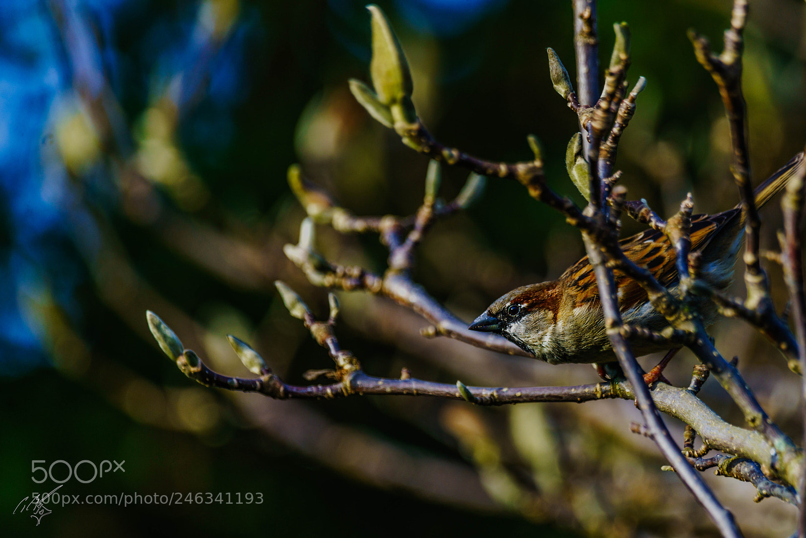 Sony a7R II sample photo. Sparrow feb photography