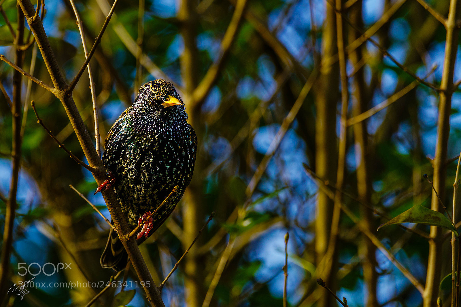 Sony a7R II sample photo. Starling feb photography