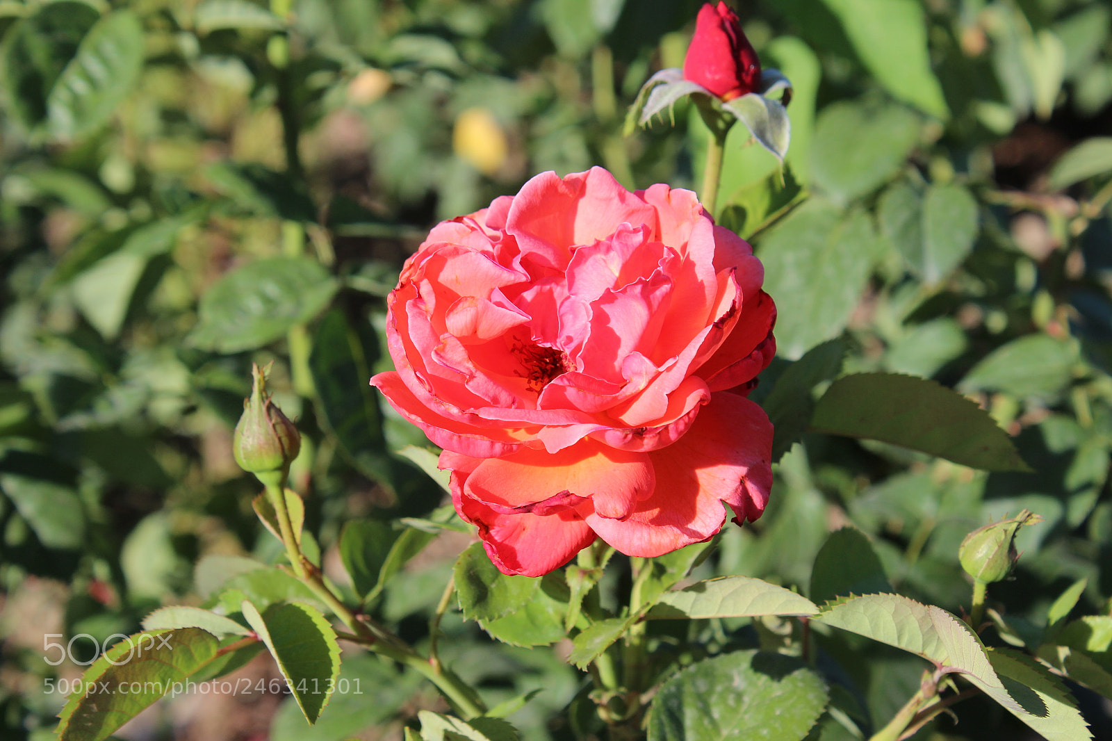 Canon EOS 600D (Rebel EOS T3i / EOS Kiss X5) sample photo. Red flower photography