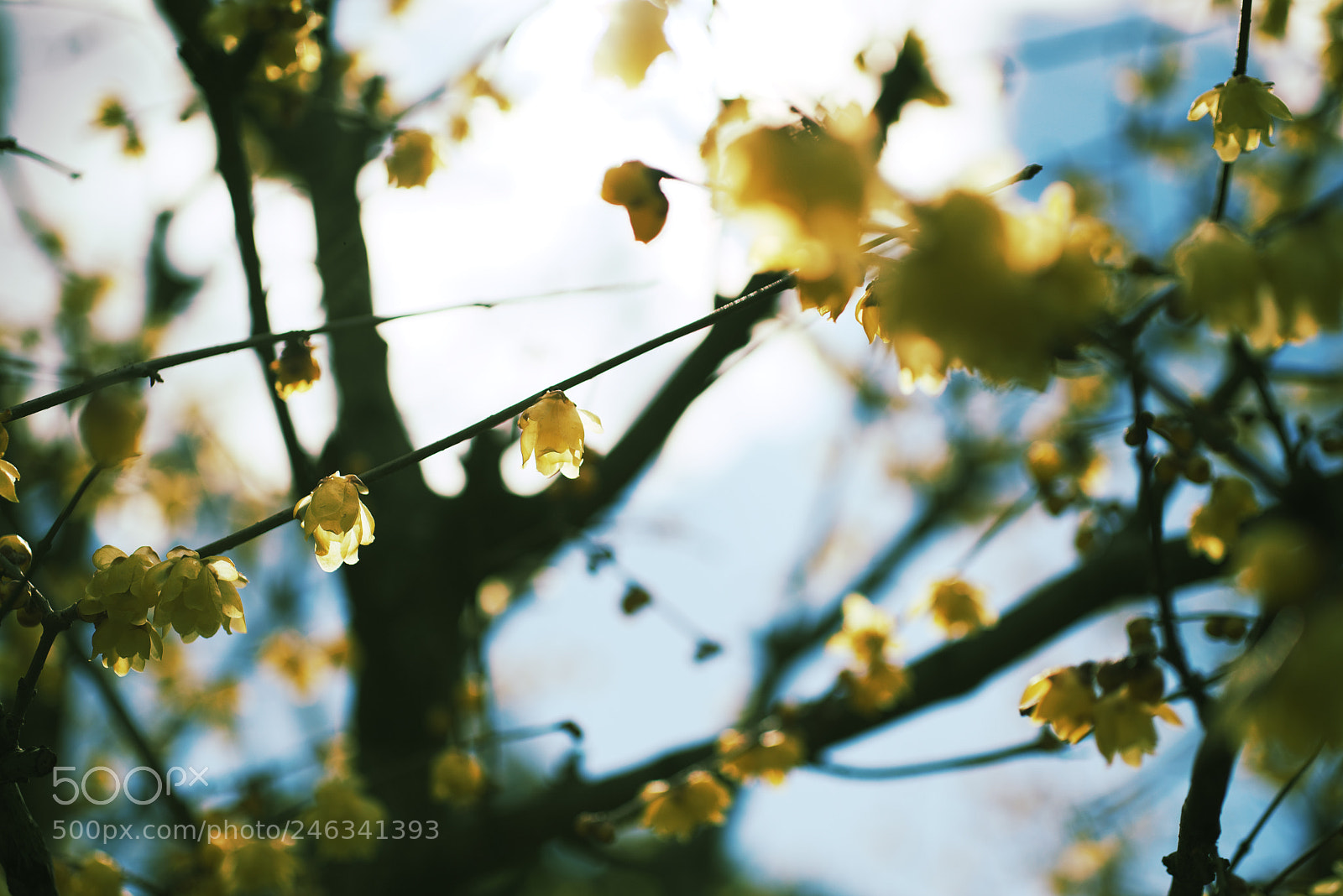 Nikon D610 sample photo. Winter sweet photography