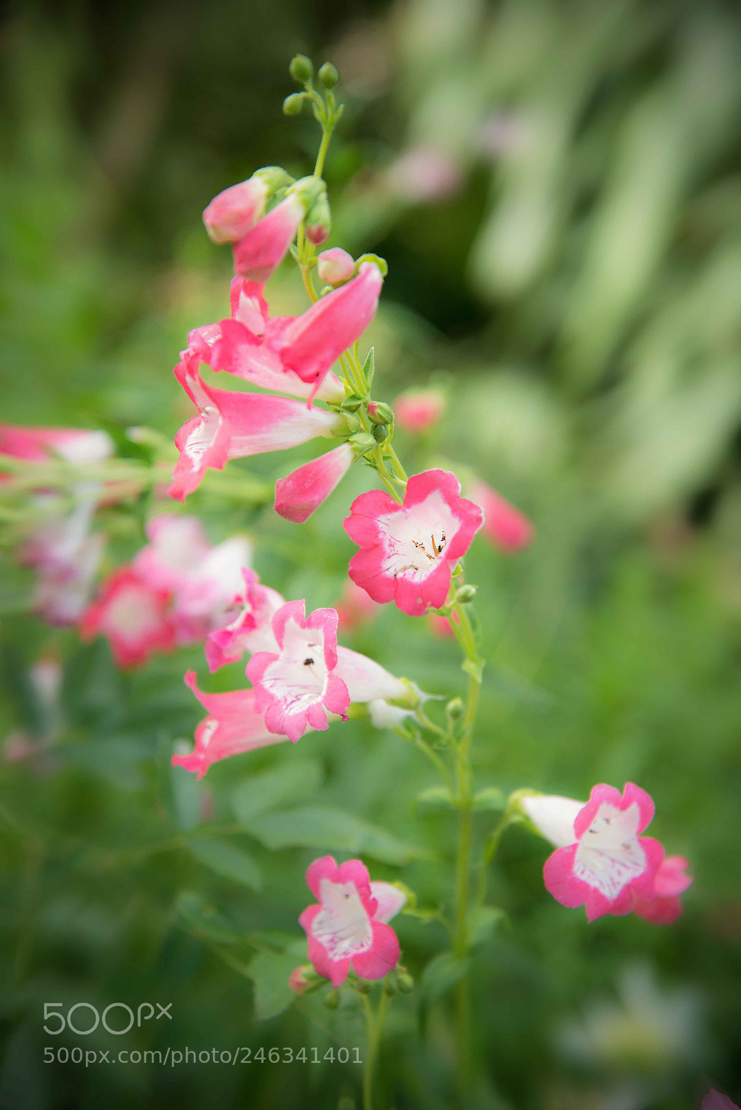 Nikon D610 sample photo. Floral composition photography