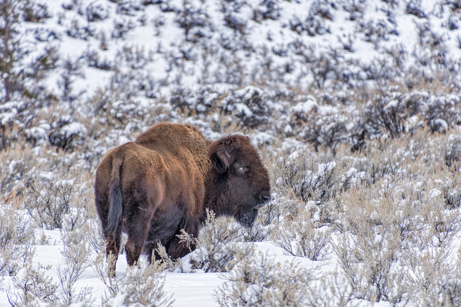 Nikon D7200 sample photo. Lone bison photography