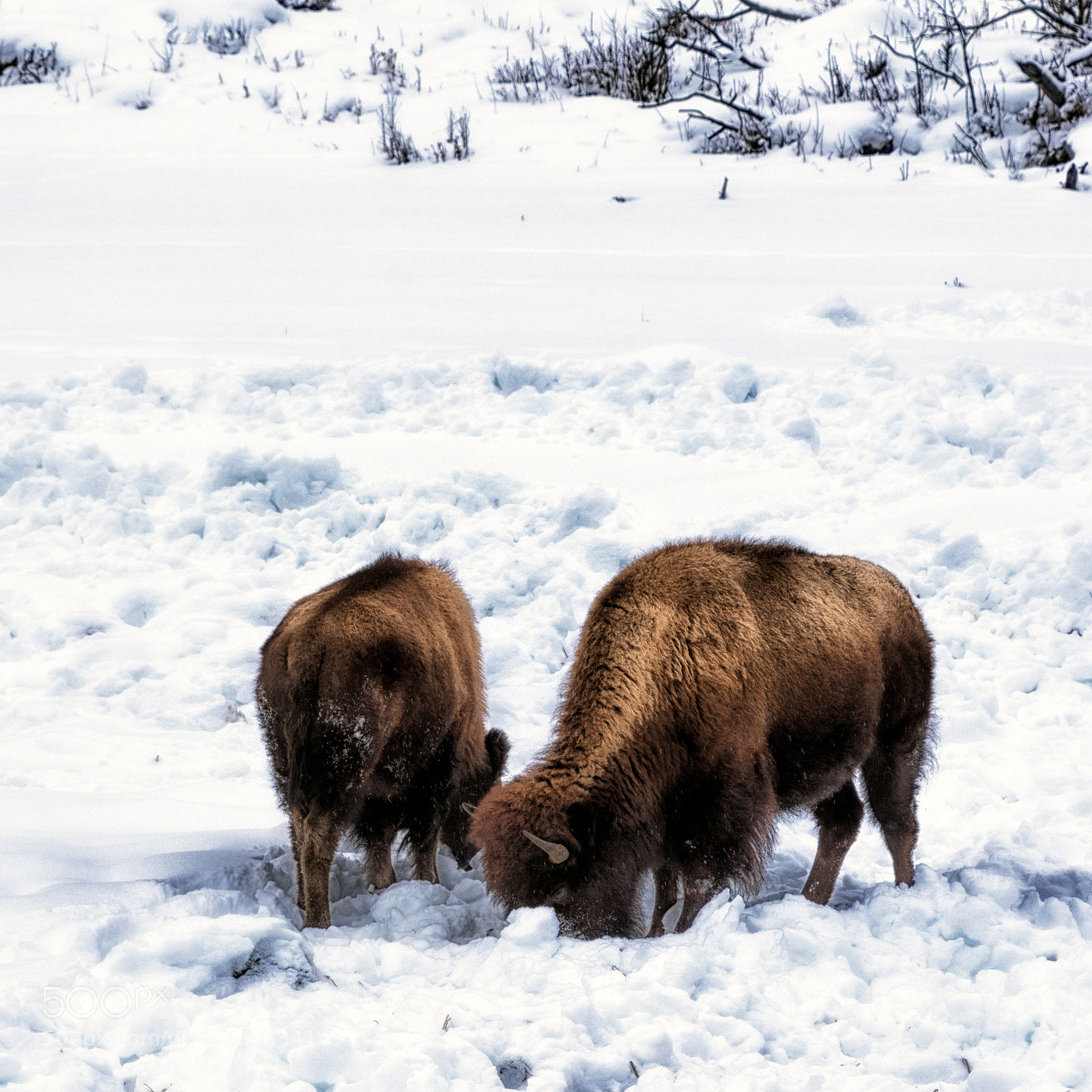 Nikon D7200 sample photo. Two bison photography