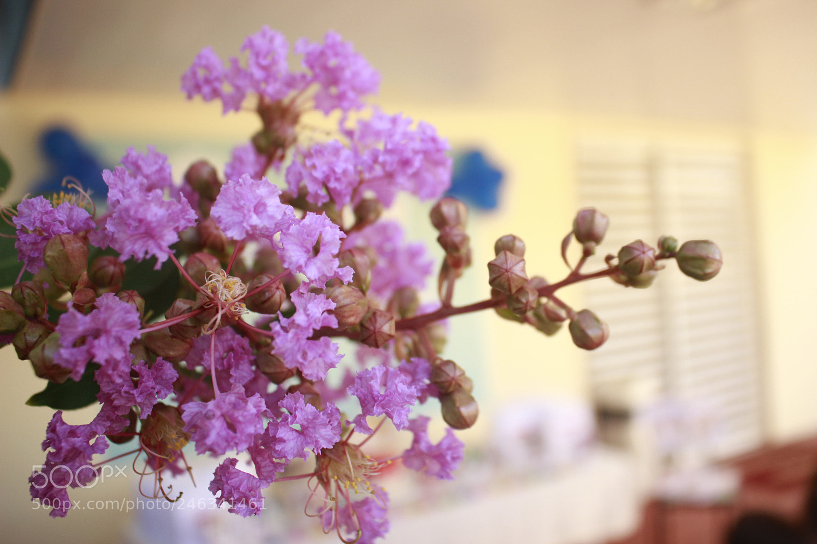 Canon EOS 600D (Rebel EOS T3i / EOS Kiss X5) sample photo. Beauty pink photography