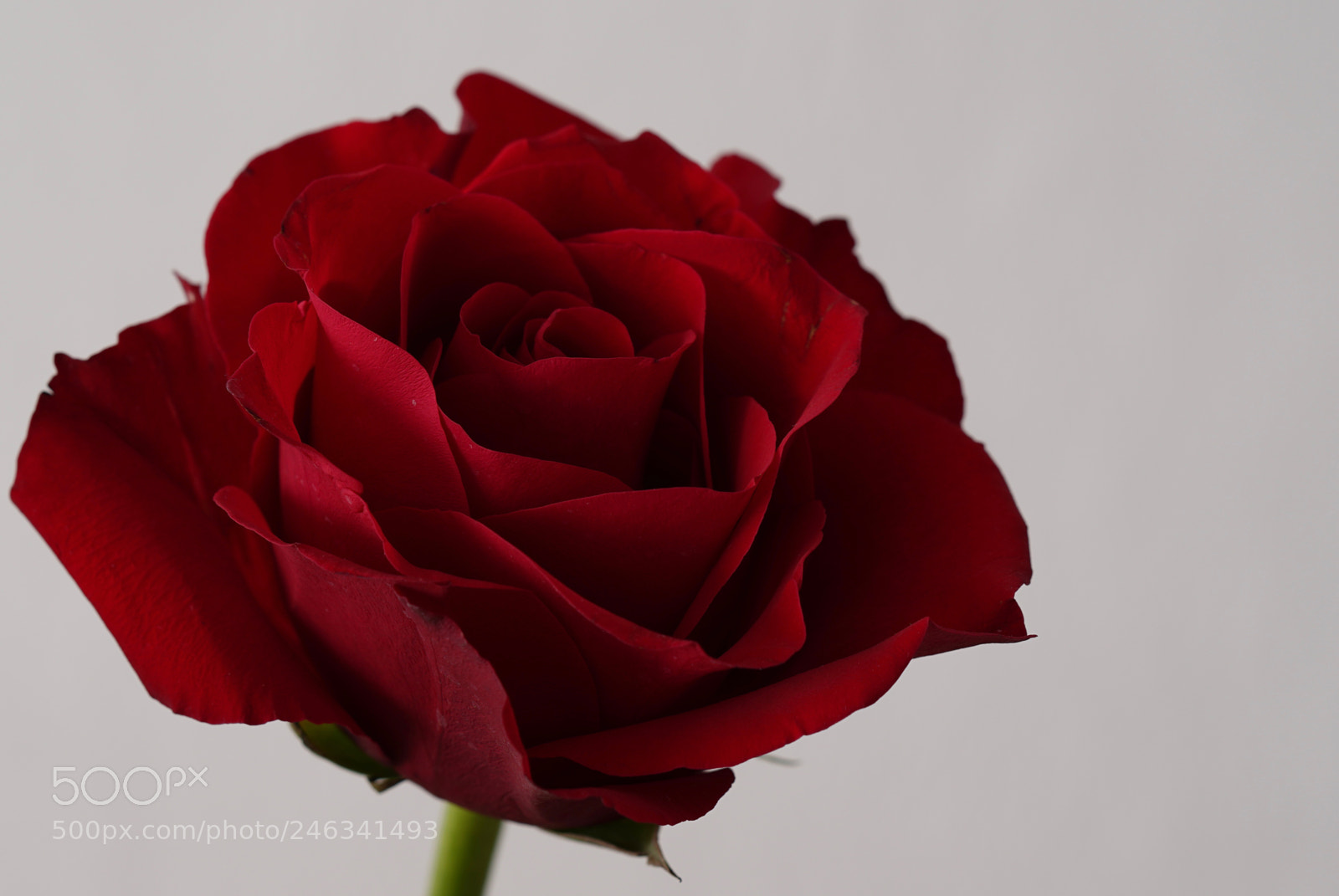 Sony a7R III sample photo. Crimson rose photography