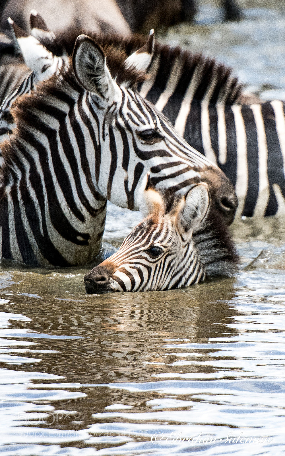 Nikon D850 sample photo. Baby stripes photography