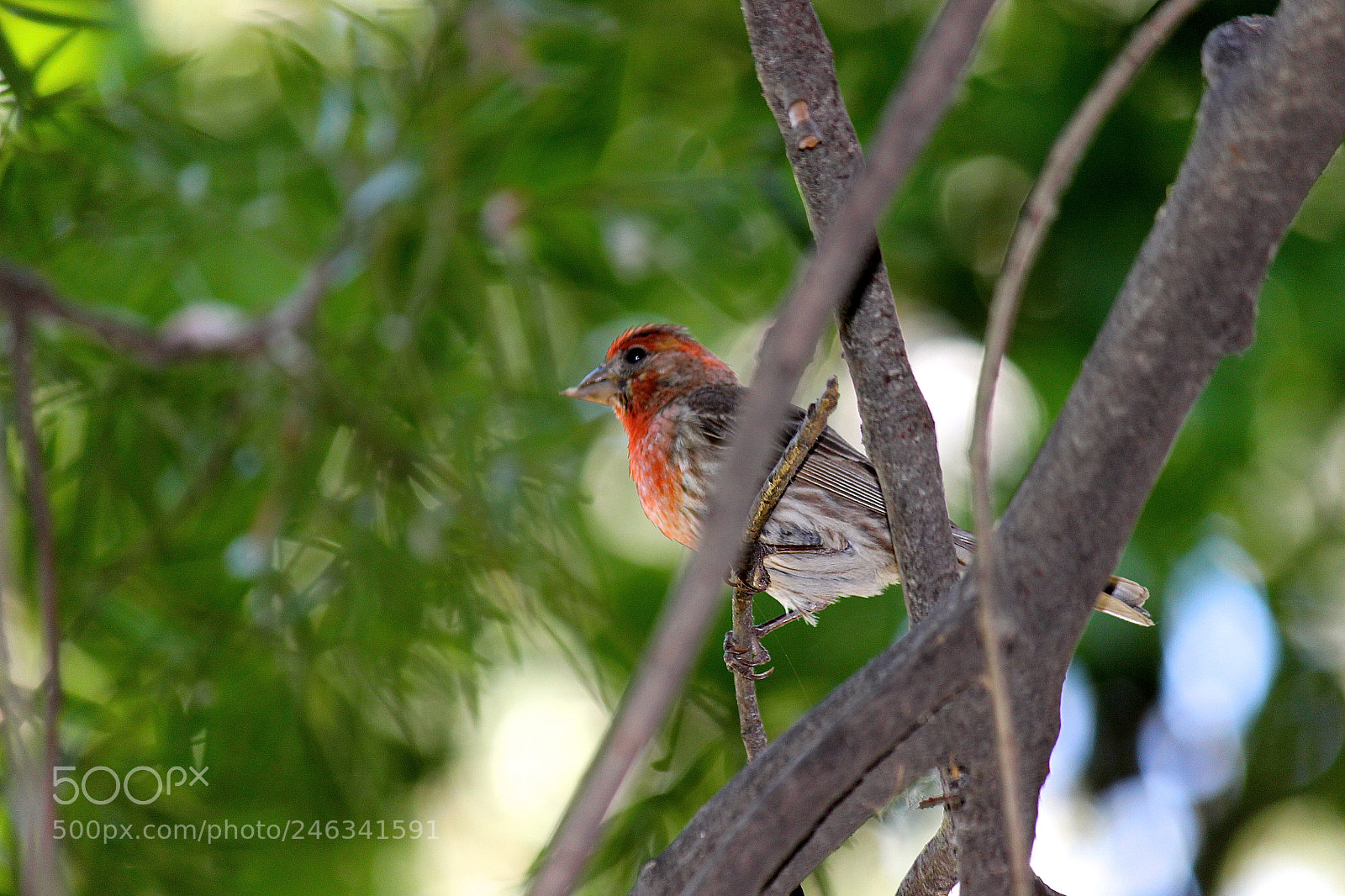 Canon EOS 600D (Rebel EOS T3i / EOS Kiss X5) sample photo. Pretty bird photography