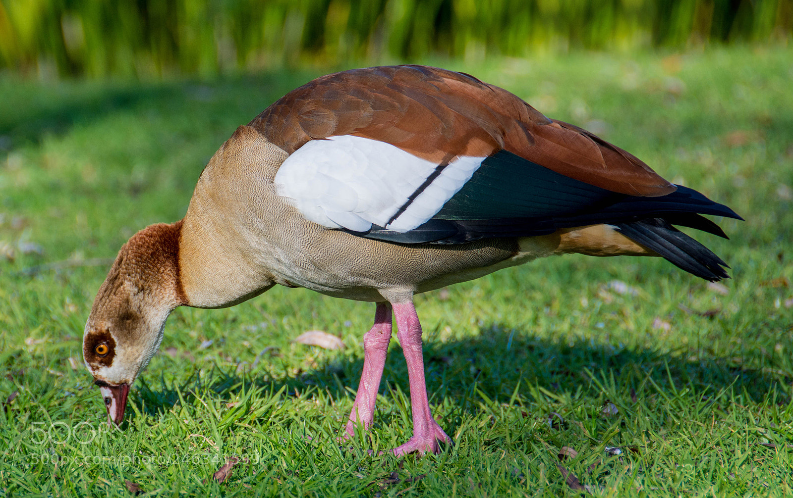 Nikon D7100 sample photo. Egyptian goose photography