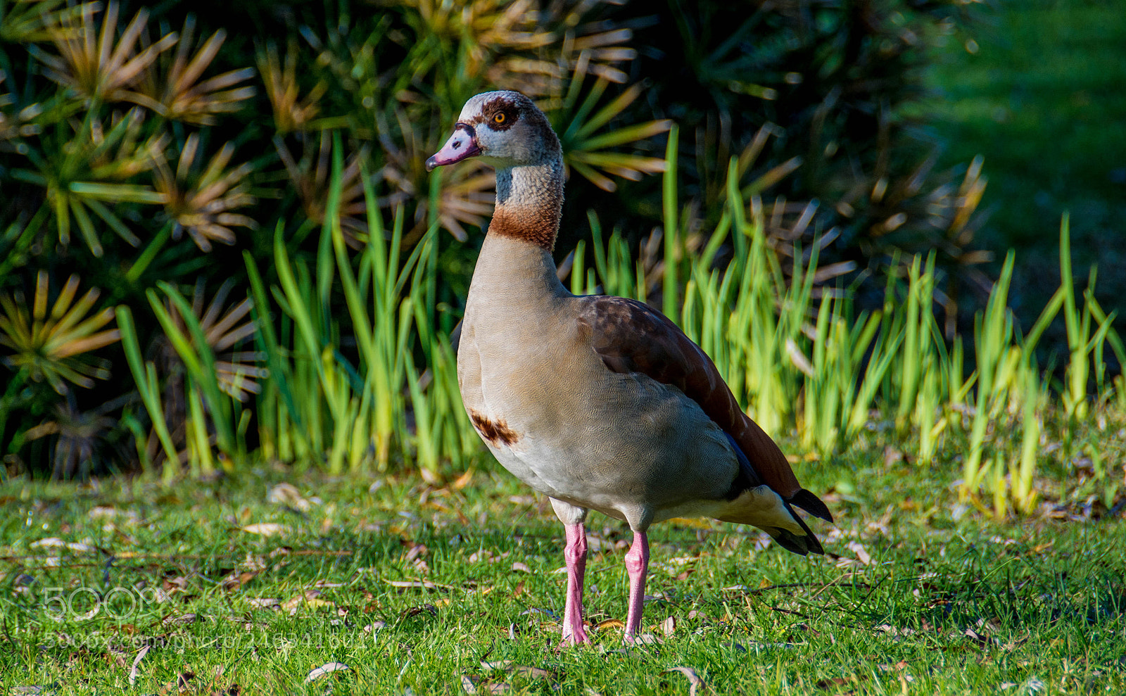 Nikon D7100 sample photo. Egyptian goose photography