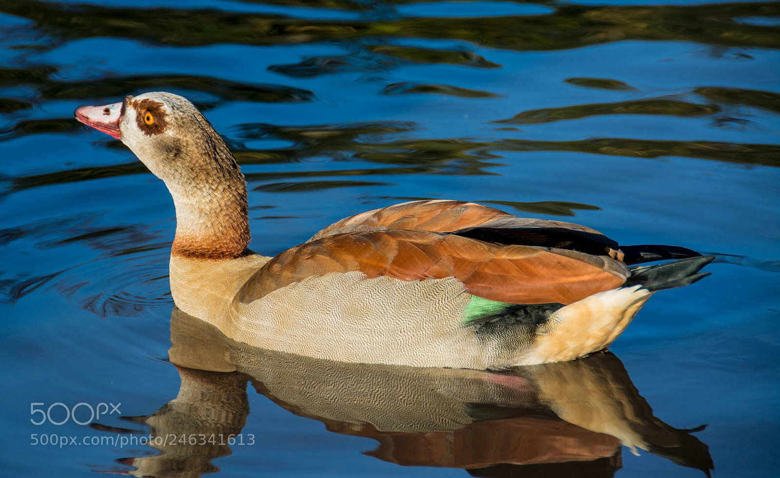 Nikon D7100 sample photo. Egyptian goose photography