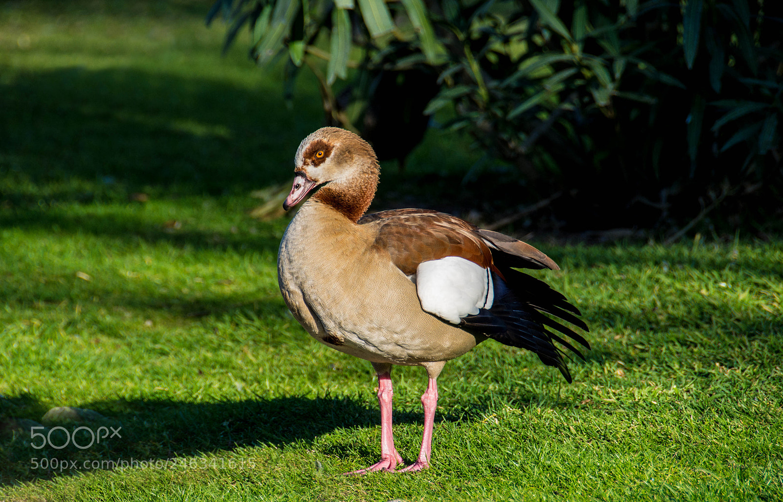 Nikon D7100 sample photo. Egyptian goose photography