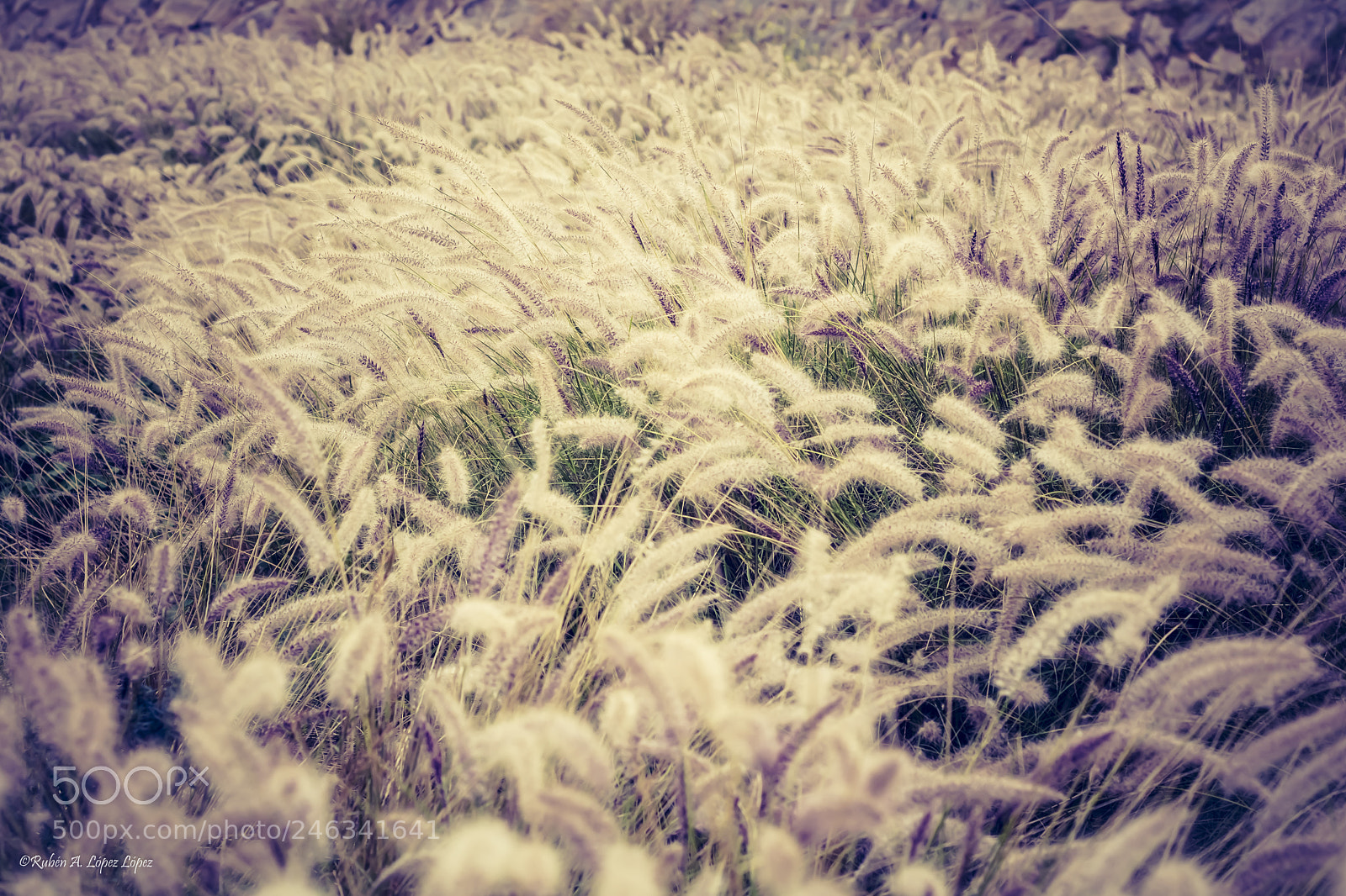 Nikon D7100 sample photo. Untitled photography