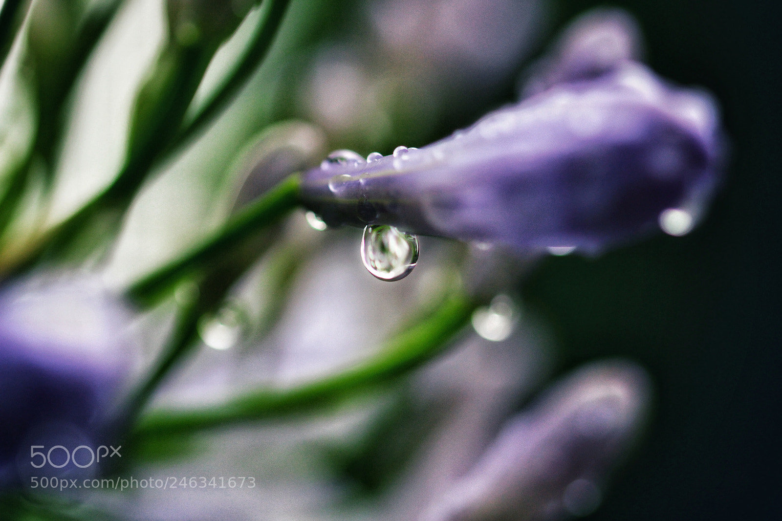 Canon EOS 100D (EOS Rebel SL1 / EOS Kiss X7) sample photo. Apr s la pluie photography
