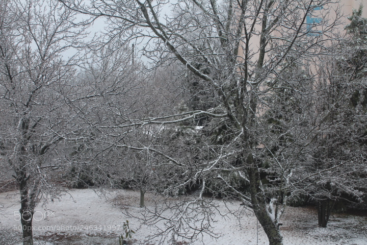 Canon EOS 1100D (EOS Rebel T3 / EOS Kiss X50) sample photo. Light dusting of snow photography