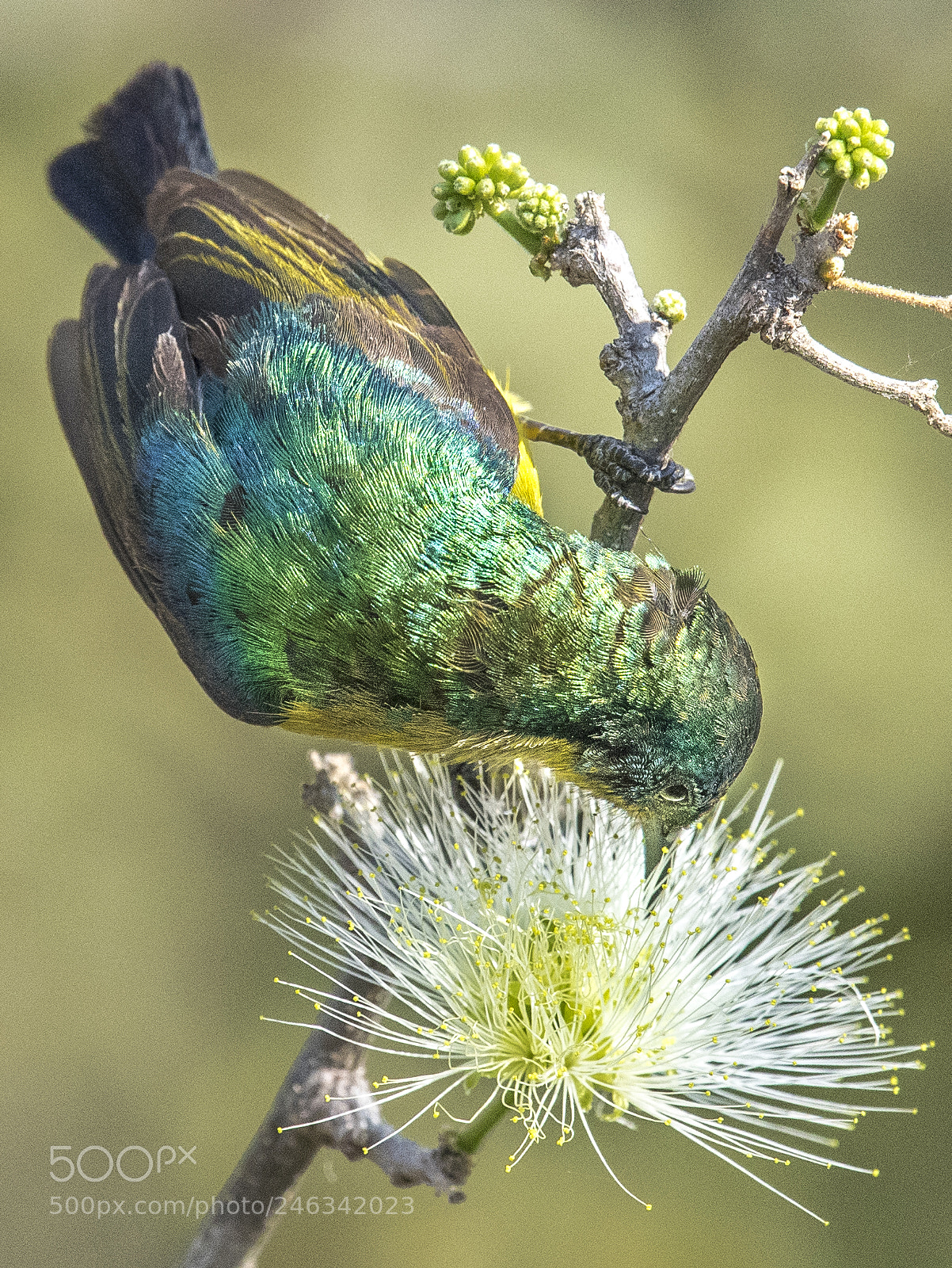 Nikon D810 sample photo. Collared sunbird photography