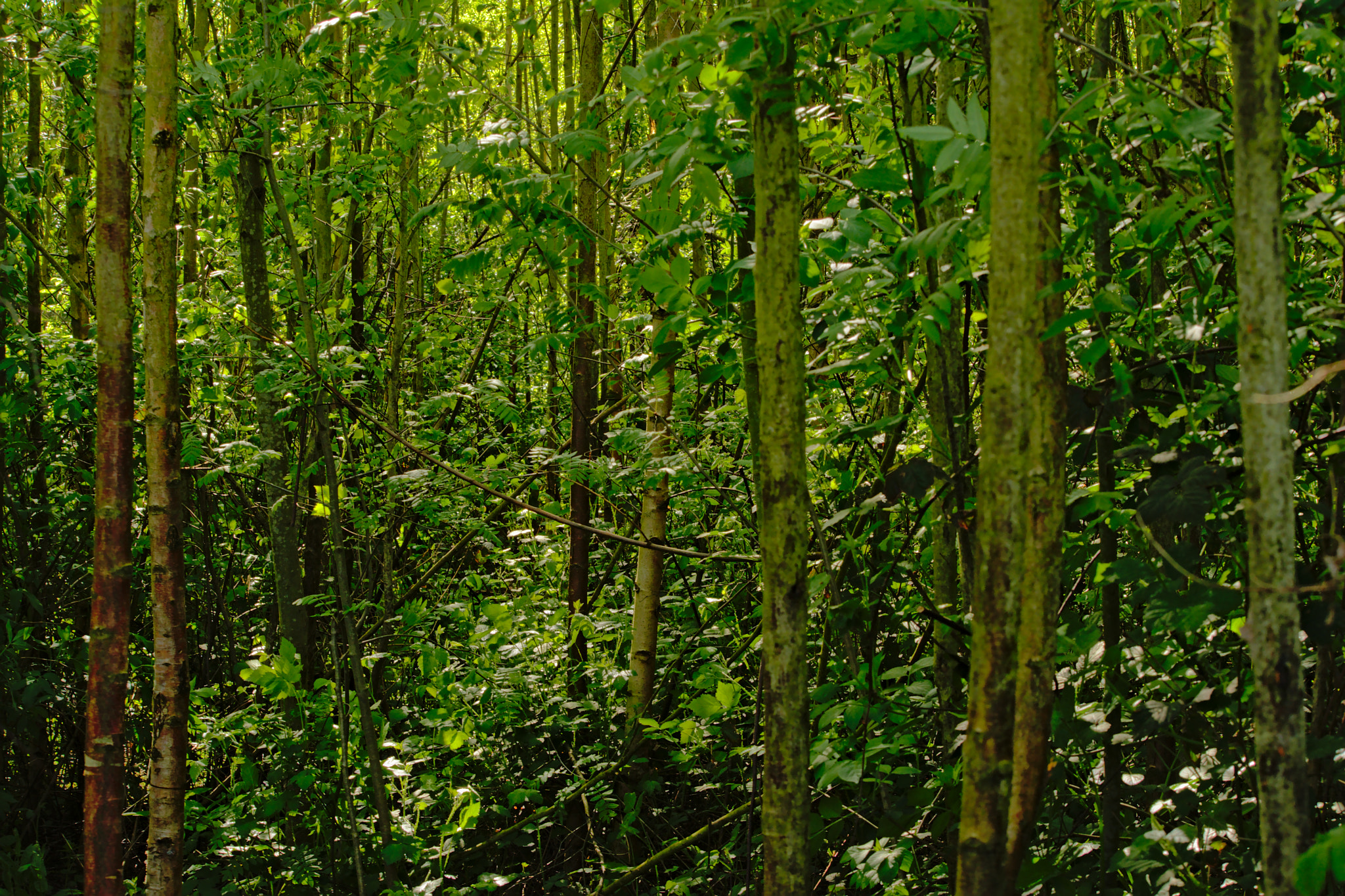 Nikon D5200 sample photo. Spring forest photography