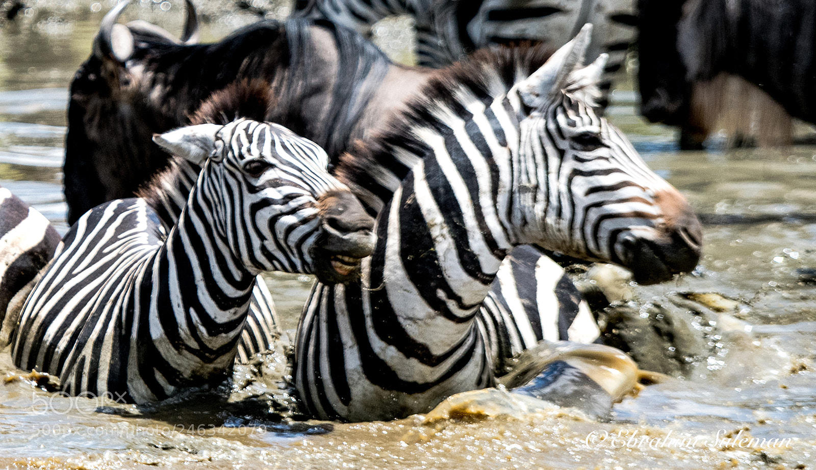 Nikon D850 sample photo. Side stripes photography
