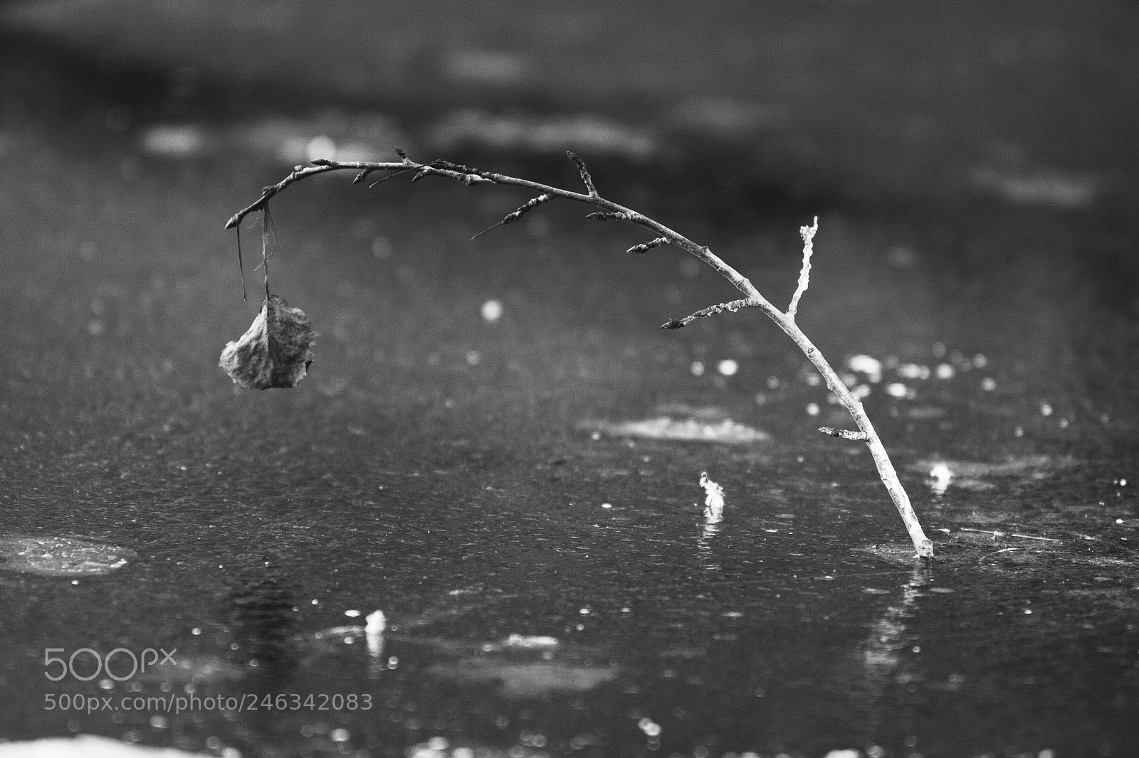 Canon EOS-1D Mark III sample photo. The last leaf photography
