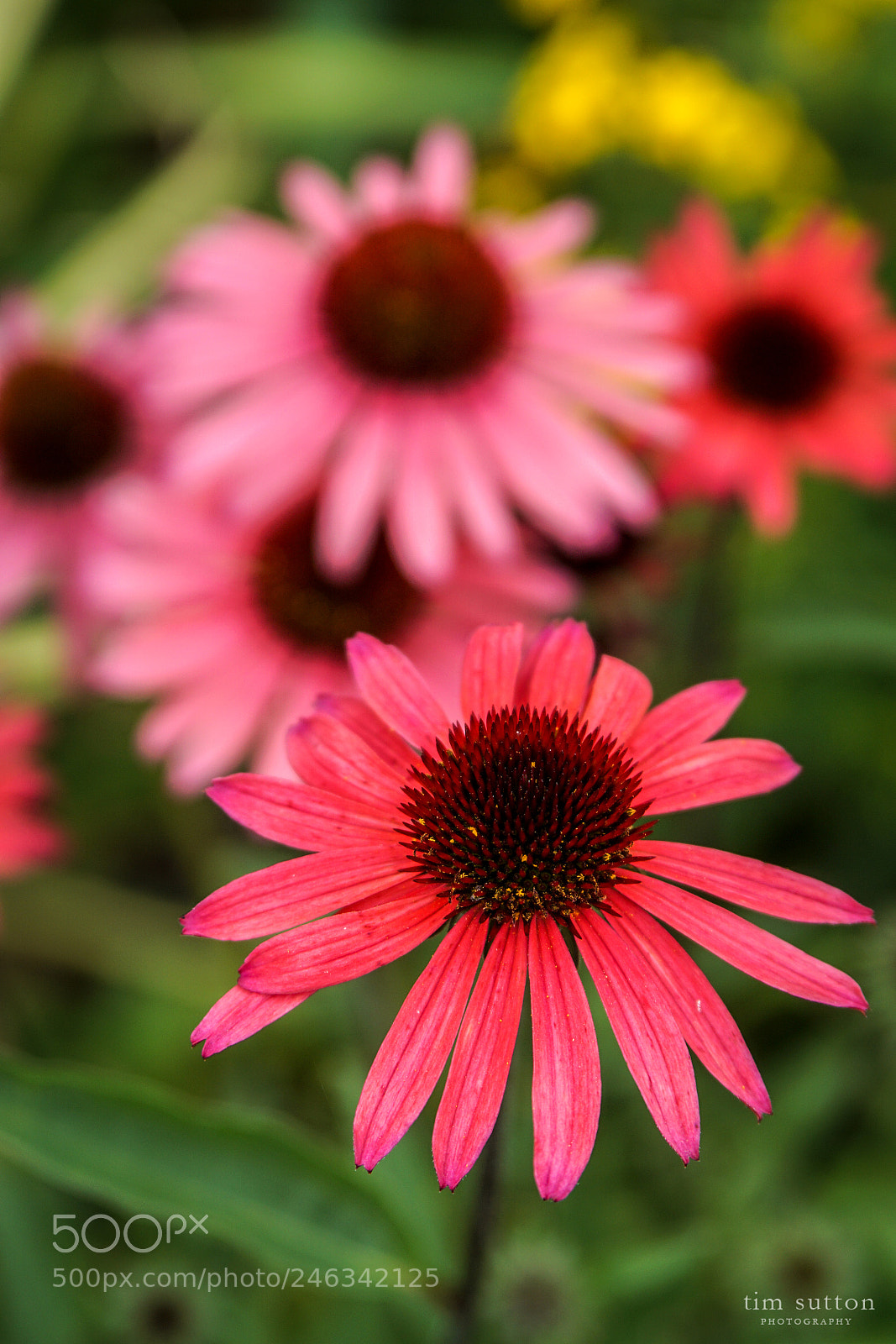 Sony ILCA-77M2 sample photo. Gerber daisies photography