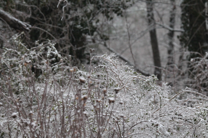 Canon EOS 1100D (EOS Rebel T3 / EOS Kiss X50) + Tamron SP 150-600mm F5-6.3 Di VC USD sample photo. Snow covered weeds photography