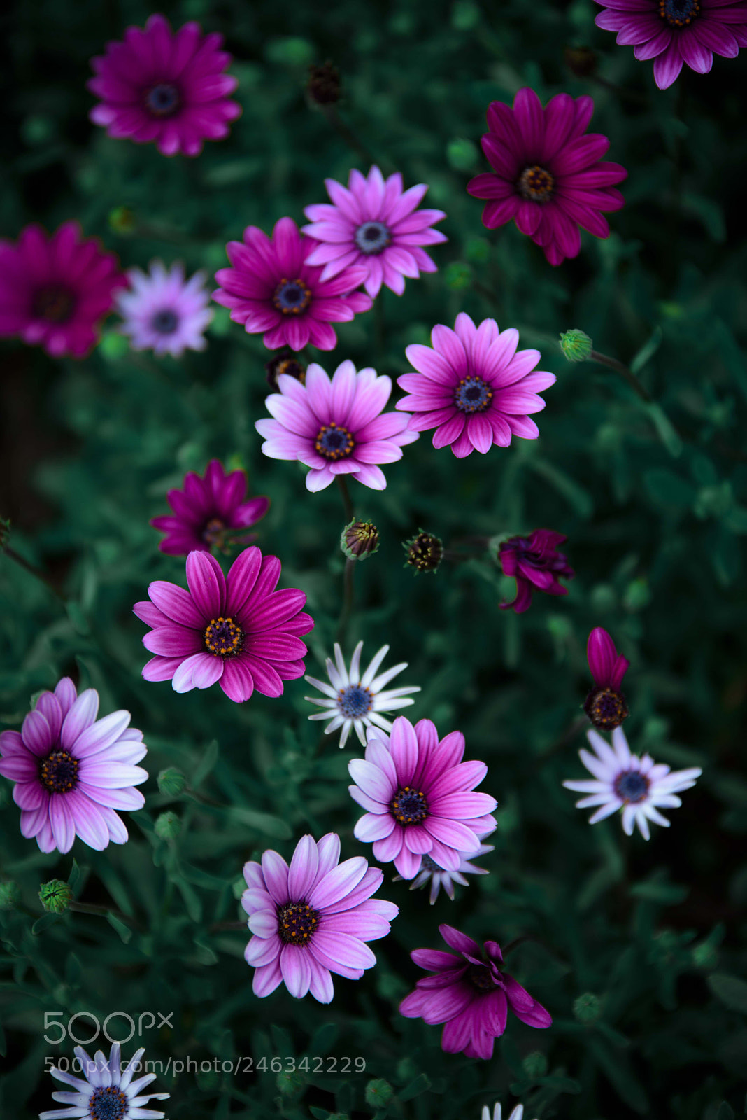 Nikon D810 sample photo. Daisy photography
