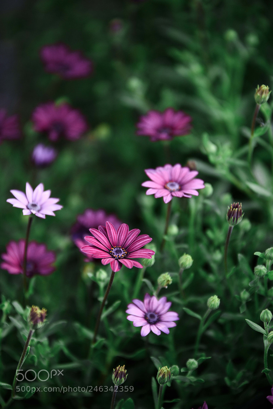 Nikon D810 sample photo. Daisy 2 photography