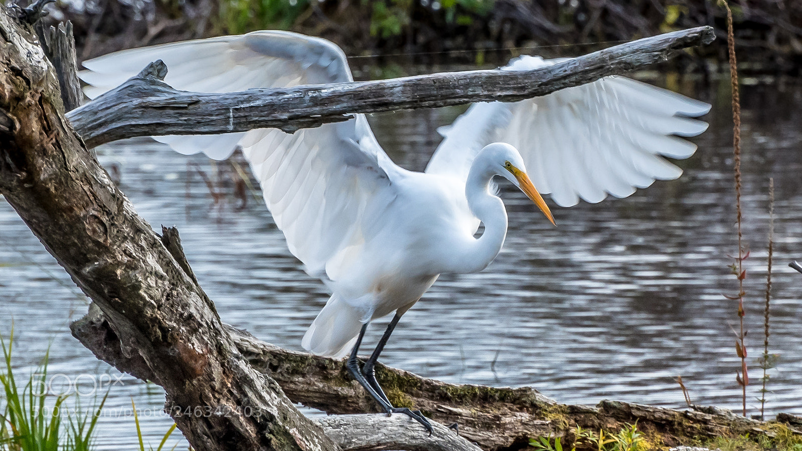 Nikon D500 sample photo. Great egret photography