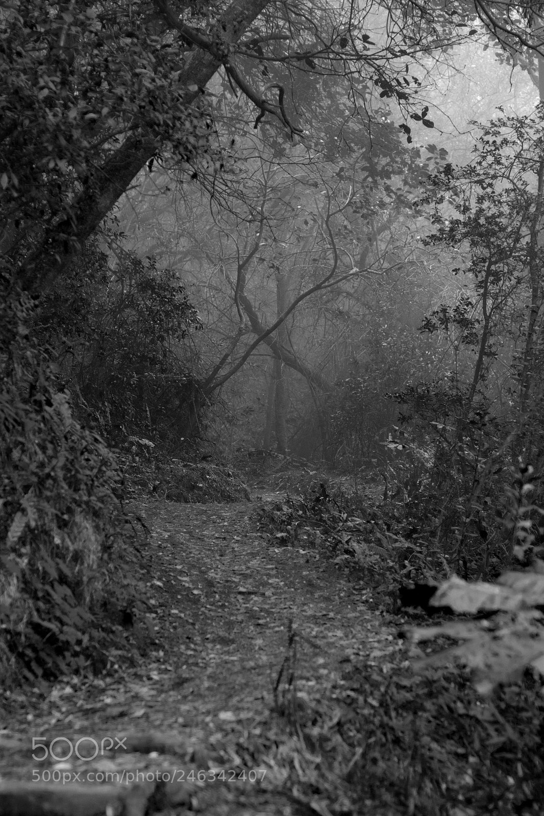 Nikon D7100 sample photo. Mysterious fog photography